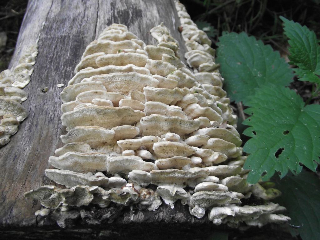 Samtige Tramete - Blick auf eine Reihe an Exemplaren an einem toten Bamstumpf. Das Wachstum ist hier konsolenartig. Wichtiges Unterscheidungsmerkmal zur Striegeligen Tramete sind die nicht haarigen bzw. borstigen Fuchtkörper. 